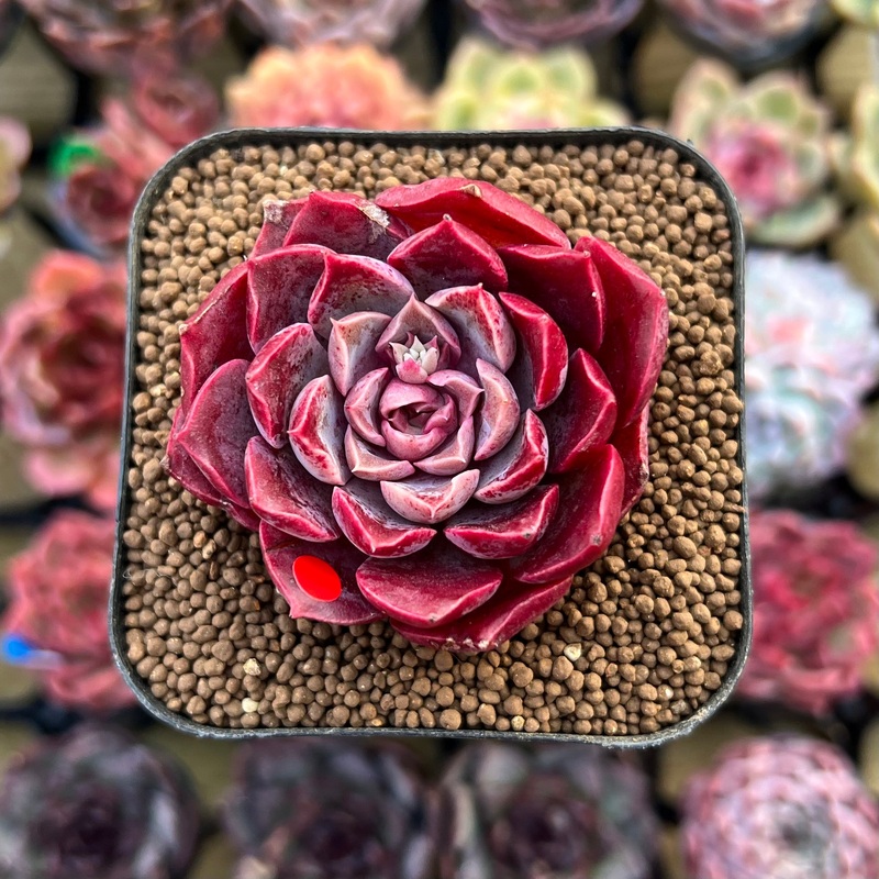 Echeveria 'Mohican' 2" Succulent Plant Cutting