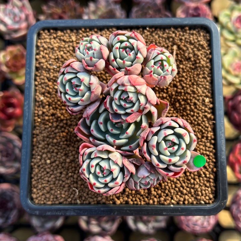 Echeveria 'Nanahukumini' 2" Cluster Succulent Plant Cutting