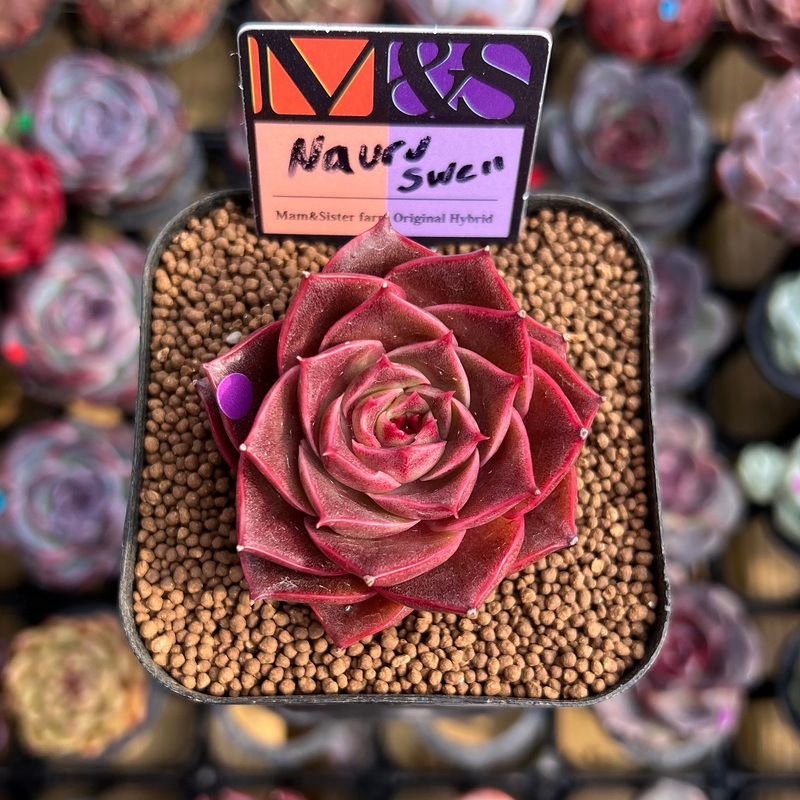 Echeveria 'Nauru Swell' ('Helena' x 'Pumila') 2" Mam&Sister Farm Original Japanese Hybrid Succulent Plant Cutting