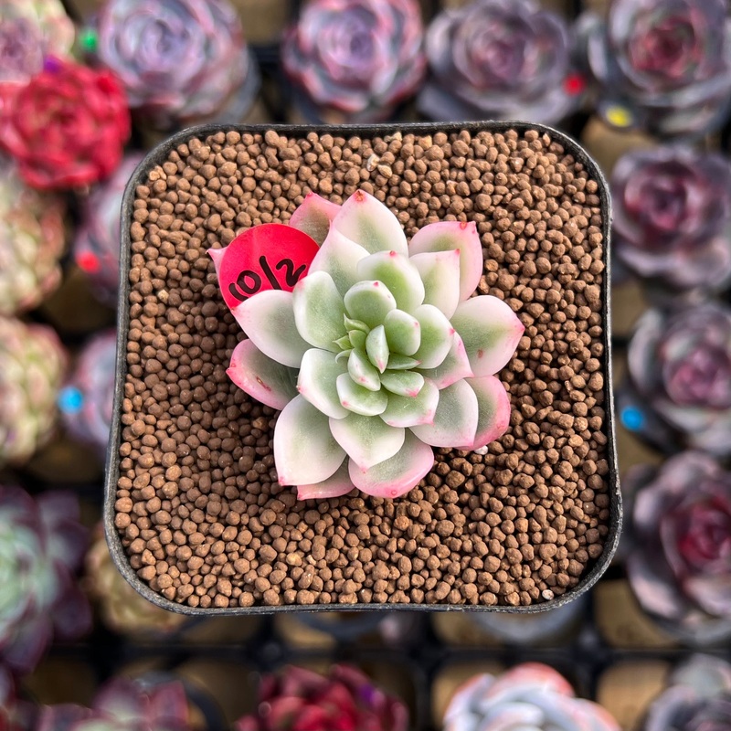 Echeveria 'Navillera' Variegated 1" Cutting Succulent Plant