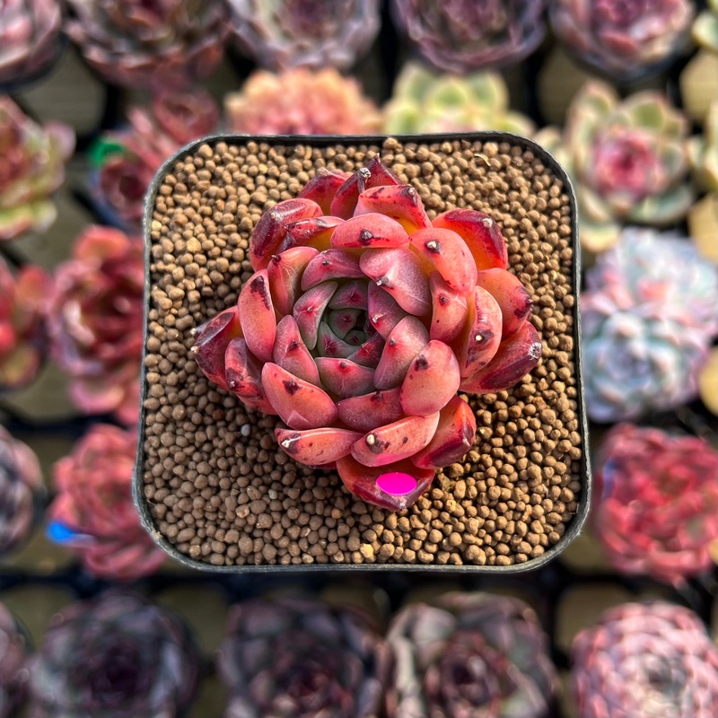 Echeveria 'Nomad' 2" Succulent Plant Cutting