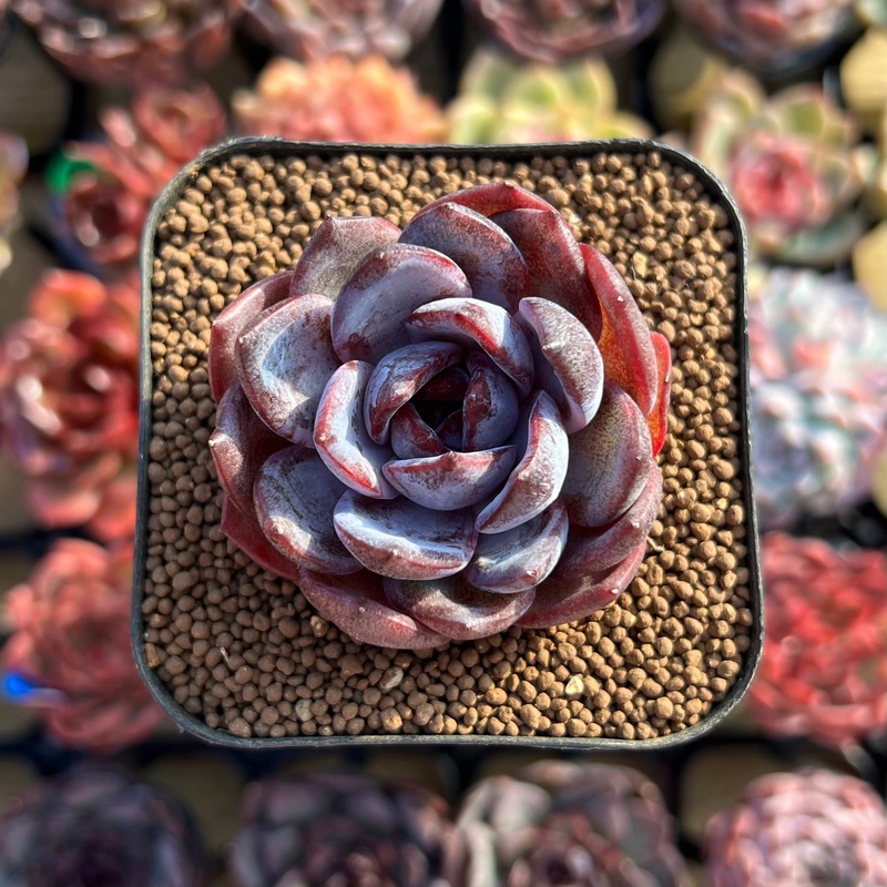 Echeveria 'Odette' 2" Succulent Plant Cutting