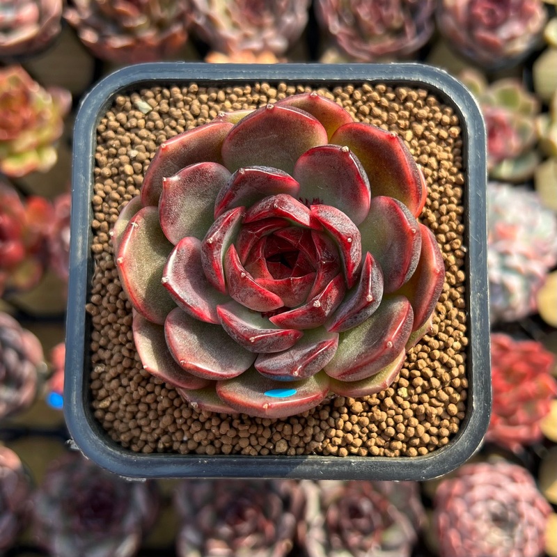 Echeveria 'Oliana' 2" Succulent Plant Cutting