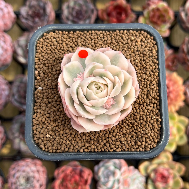 Echeveria 'Onslow' Variegated 2" Succulent Plant Cutting