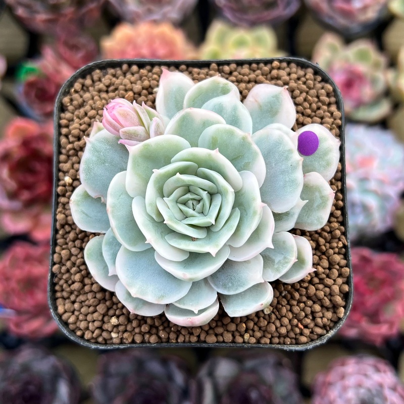 Echeveria 'Onslow' White Variegated 2" Succulent Plant Cutting