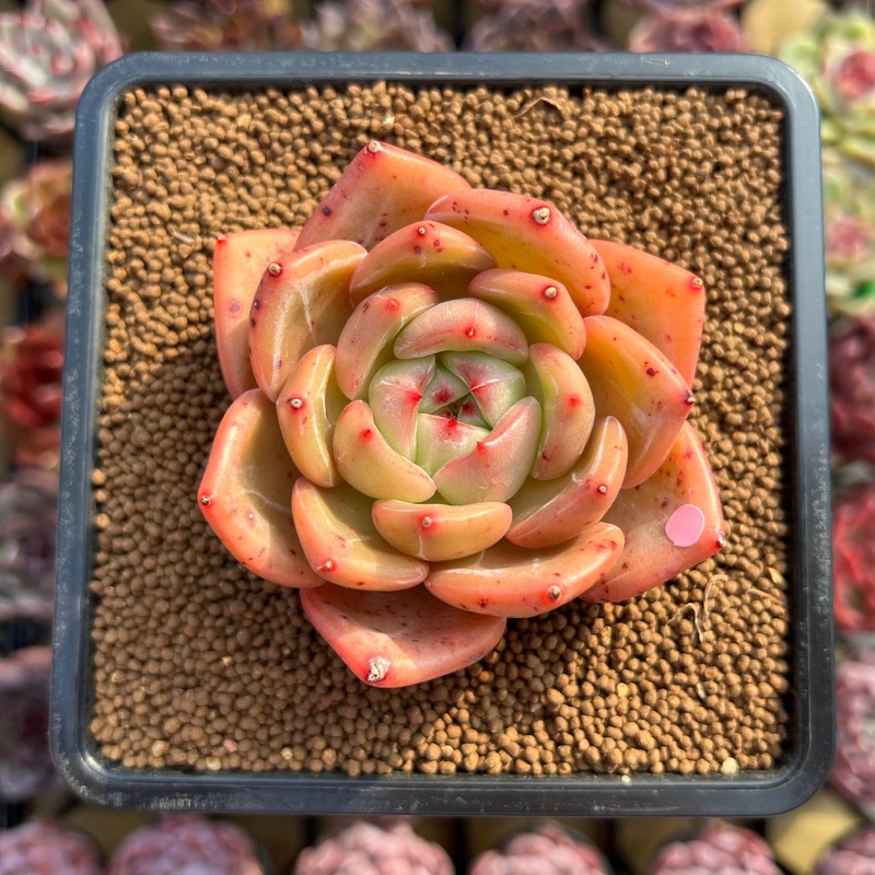 Echeveria 'Orange Champaign' 2" Succulent Plant Cutting