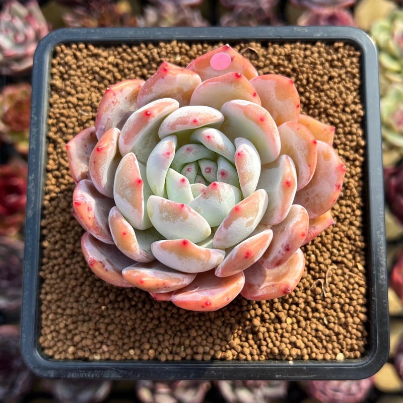 Echeveria 'Orange Monroe' 2" Succulent Plant Cutting