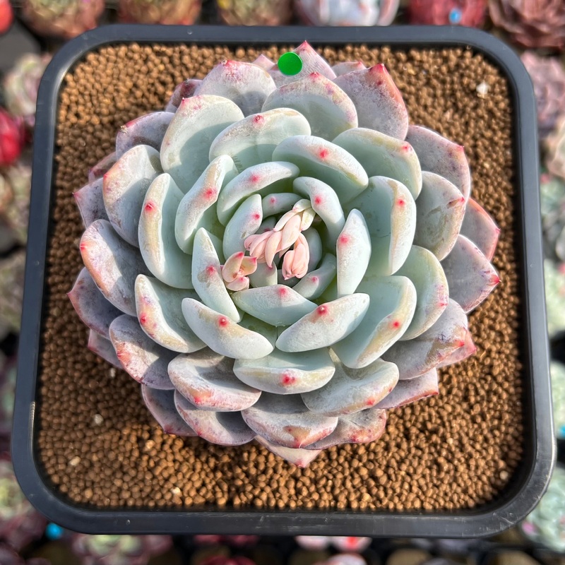Echeveria 'Orange Monroe' 3"-4" Succulent Plant Cutting