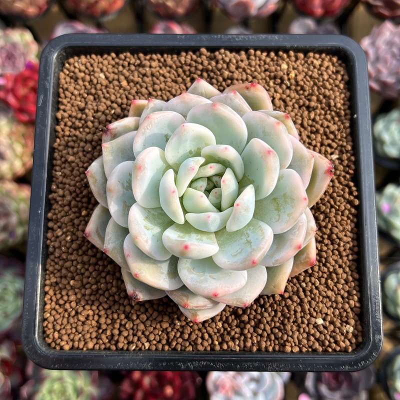 Echeveria 'Orange Monroe' Variegated 2"-3" Succulent Plant Cutting