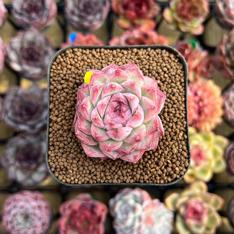 Echeveria 'Peach Queen' 2" Succulent Plant Cutting