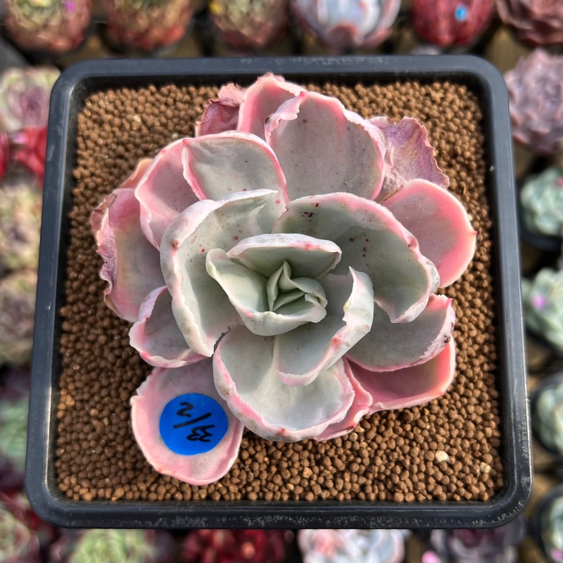 Echeveria 'Pink Angel' Variegated 2"-3" Succulent Plant Cutting
