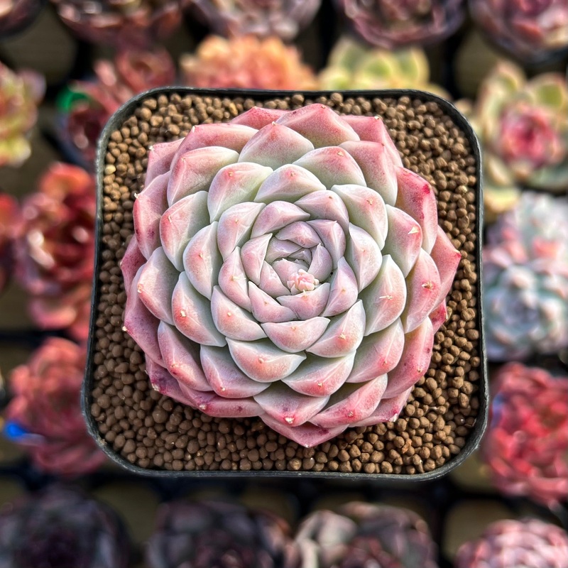 Echeveria 'Pink Bravo 2" Succulent Plant Cutting