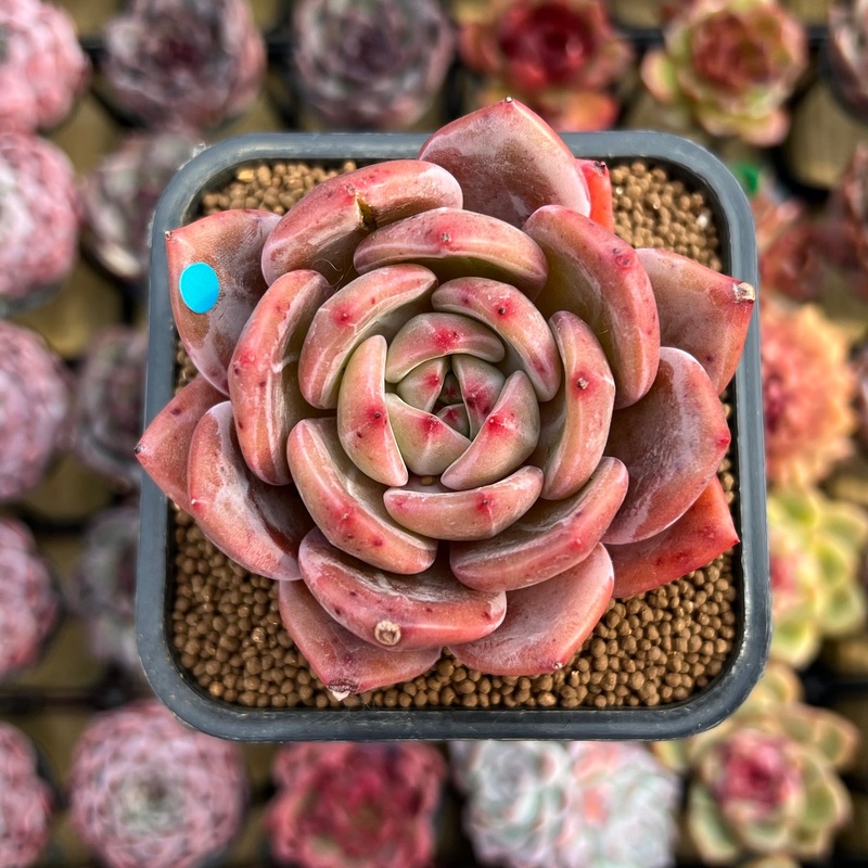 Echeveria 'Pink Champaign' 2" Succulent Plant Cutting