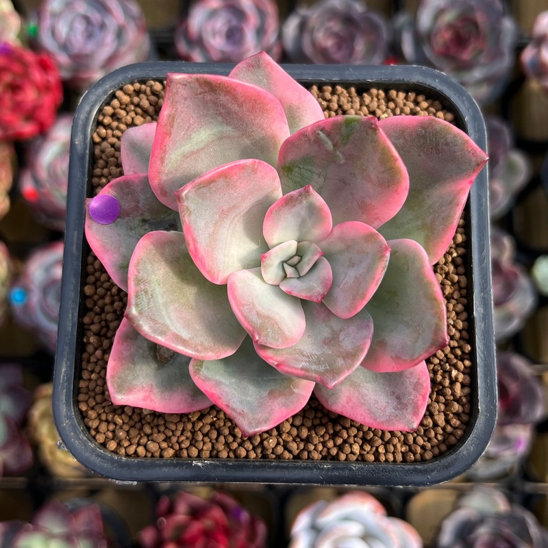 Echeveria 'Pink Harin' Variegated 2"-3" Succulent Plant Cutting