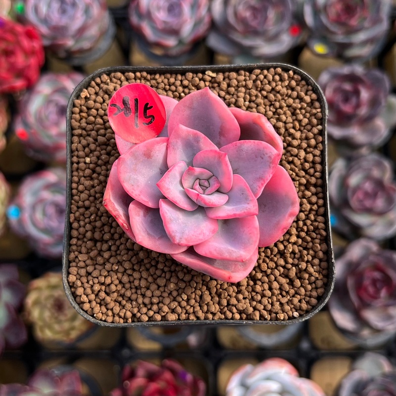 Echeveria 'Pink Harin' Variegated 2" Succulent Plant Cutting