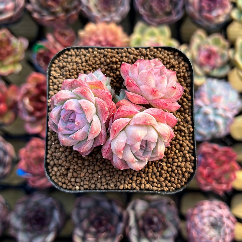 Echeveria 'Pink Shadow' 1"-2" Succulent Plant Cutting