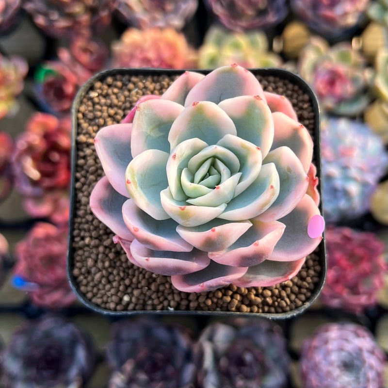 Echeveria 'Pink Vera' Variegated 2" Succulent Plant Cutting