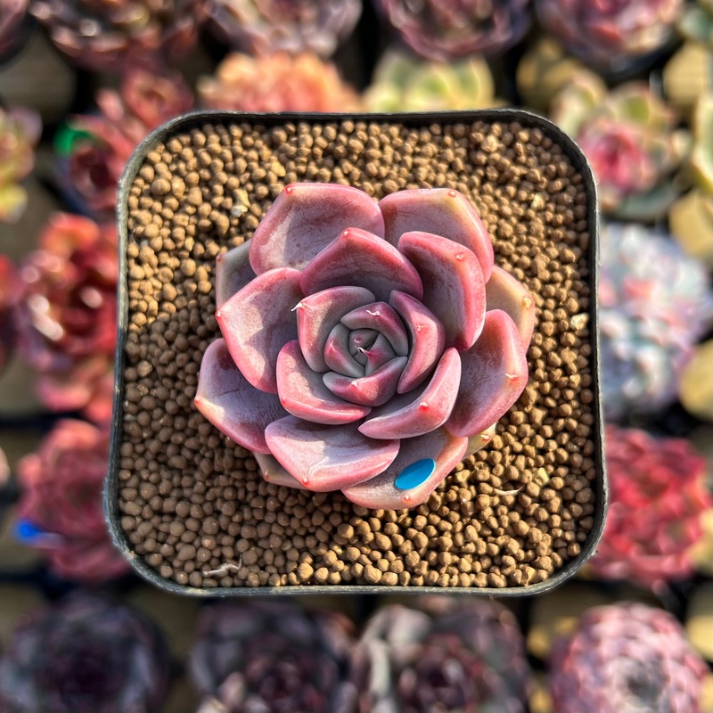 Echeveria 'Pinks' 1" New Hybrid Succulent Plant Cutting
