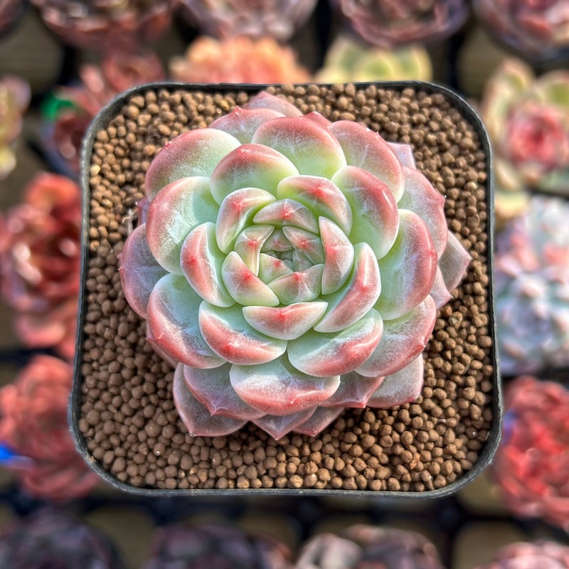 Echeveria 'Pumpkin' 2" Succulent Plant Cutting