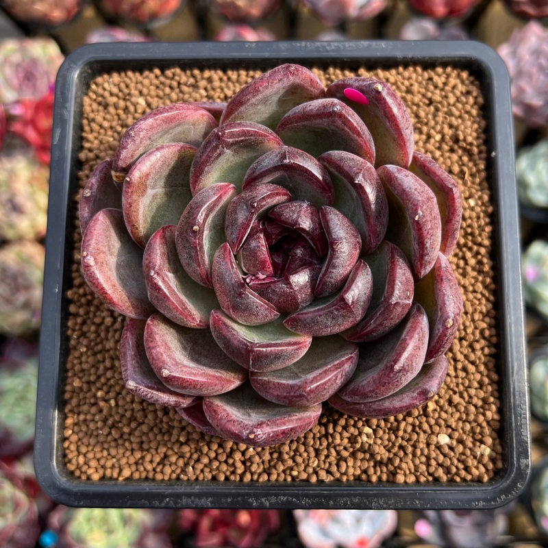 Echeveria 'Purple Candy' 2" Succulent Plant