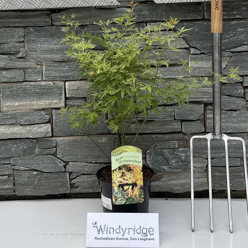 Acer palm. Metamorphosa  3 Ltr pot