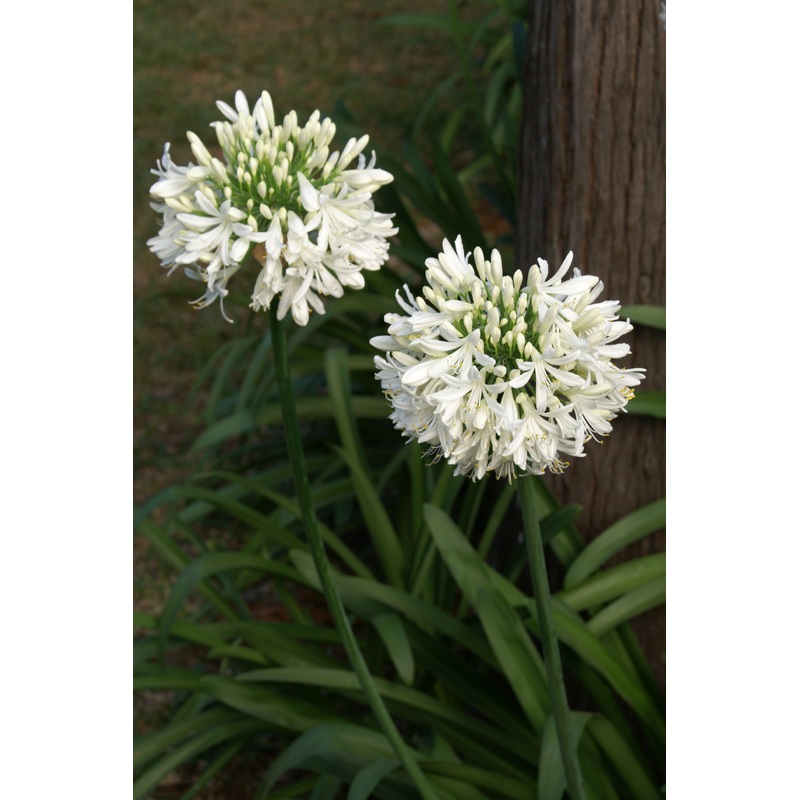 Agapanthus Ever White