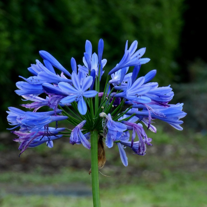Agapanthus Eydori Blue