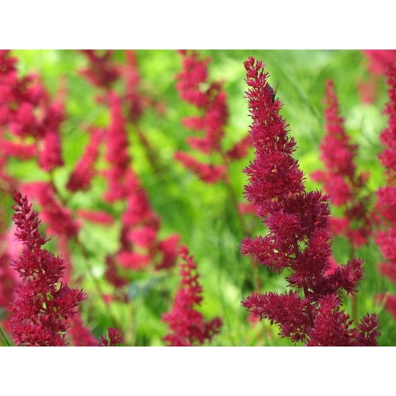 ASTILBE Chocolate Cherry