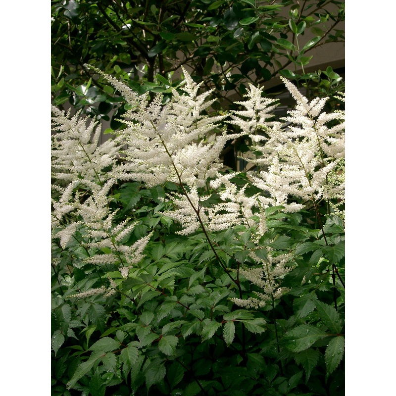 Astilbe Just Watch