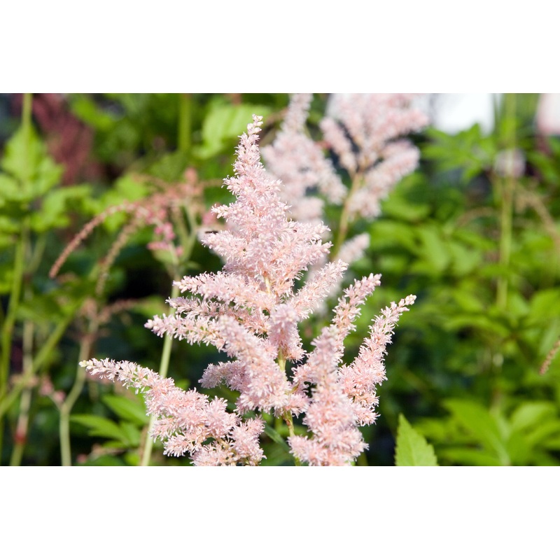Astilbe Peach Blossom