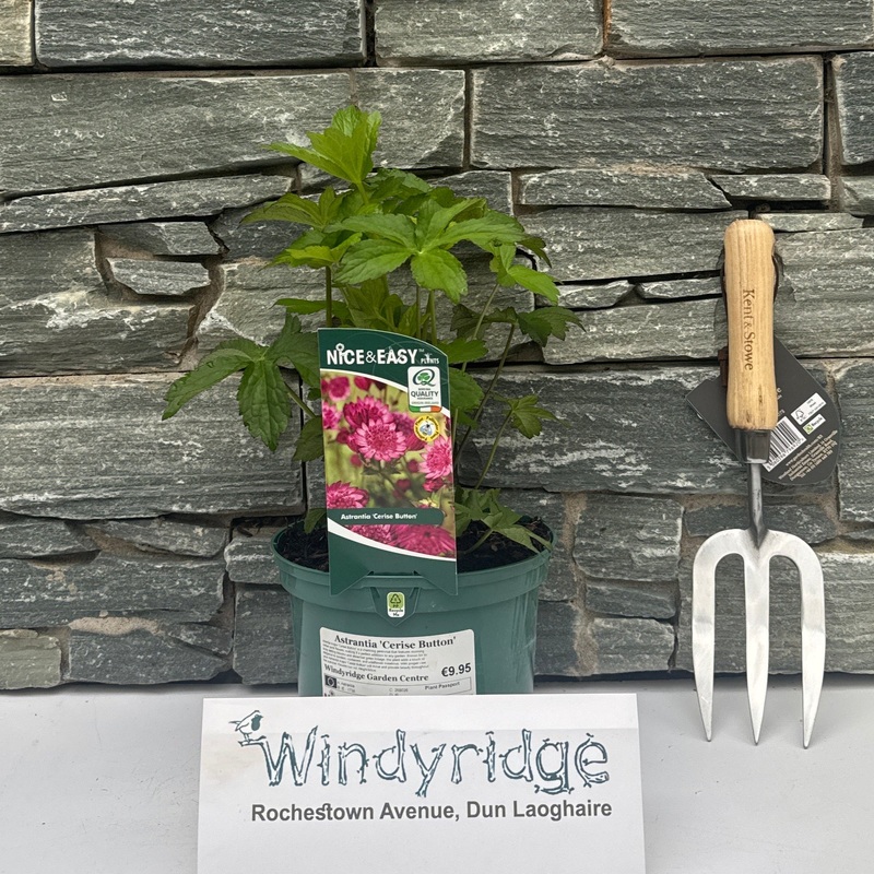 Astrantia Cerise Button