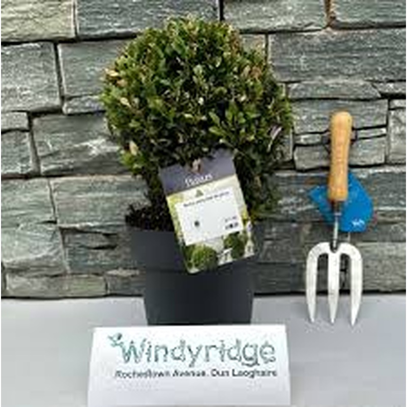 Buxus sempervirens 20-25cm ball