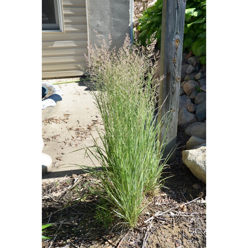 Calamagrostis acut. Overdam