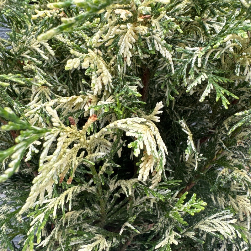 Chamaecyparis laws. Pearly Swirls