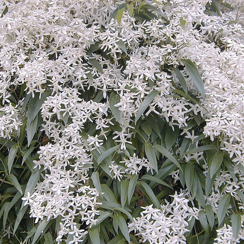 Clematis armandii  S-pot(2,25 L)