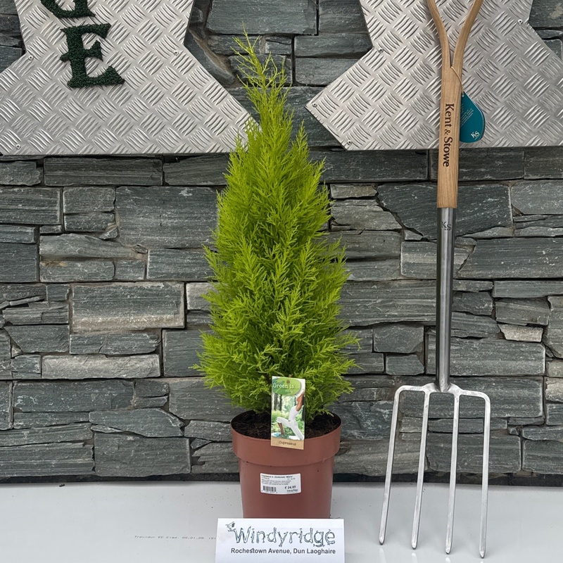 Cupressus m. (Goldcrest) Wilma  P21  90 CM