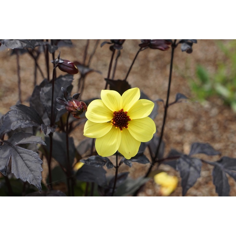 DAHLIA Mystic Illusion