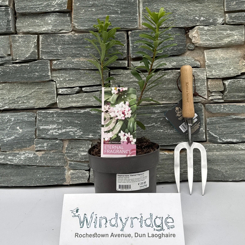 Daphne trans. Eternal Fragrance