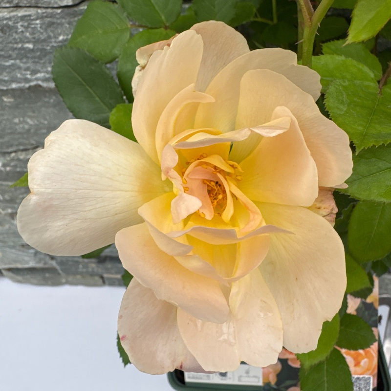 David Austin Rosa The Lark Ascending