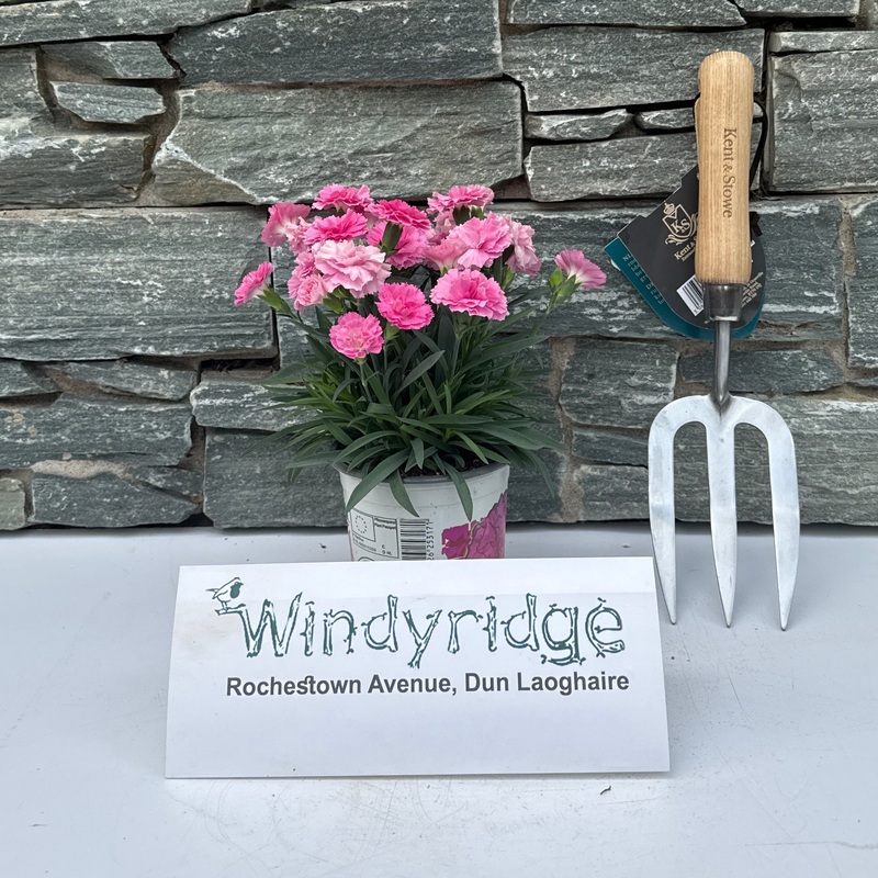 Dianthus I love you P10.5