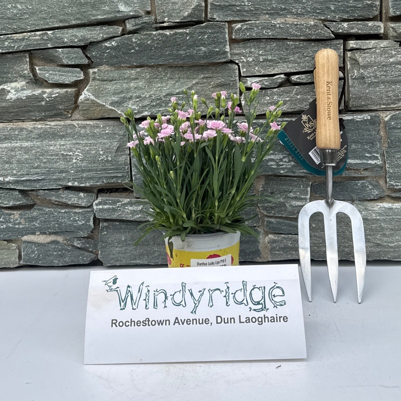 Dianthus Lucky Lips P10.5