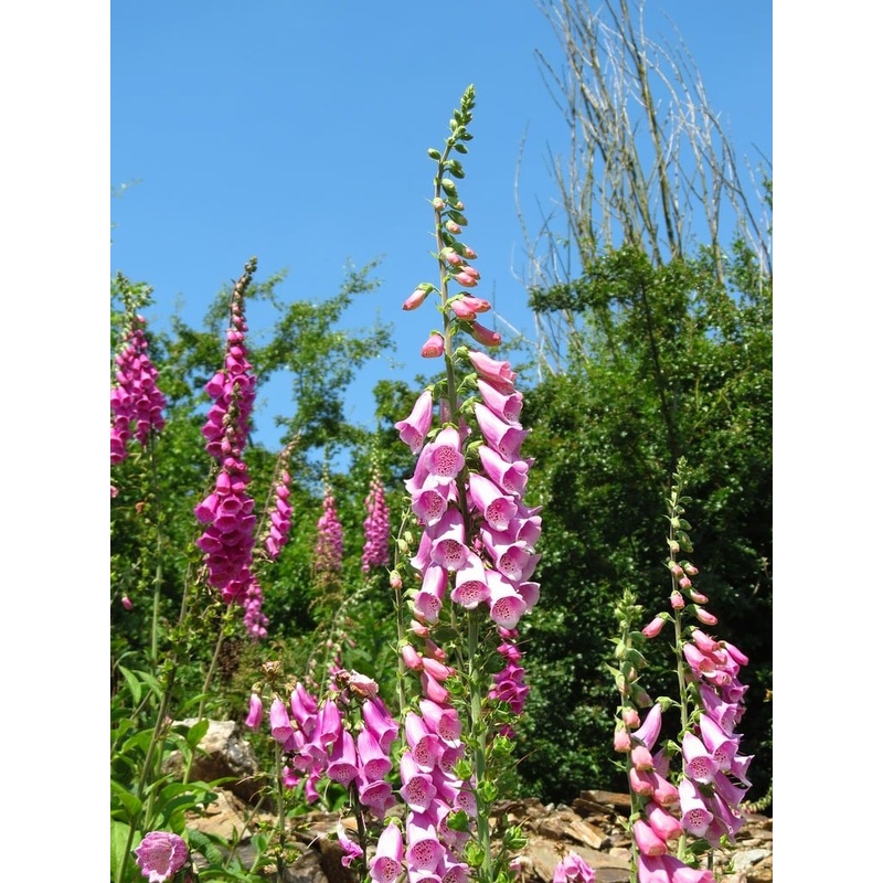 DIGITALIS Lucas XXL Pink