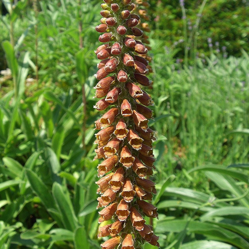 DIGITALIS parv. Milk Chocolate