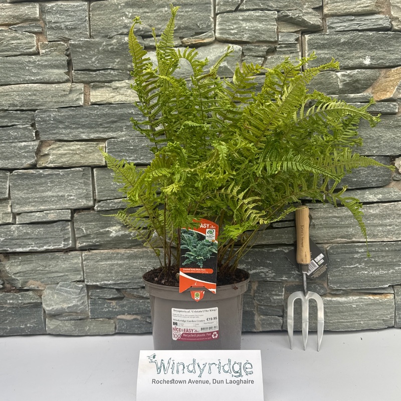 Dryopteris af. Cristata(The King)