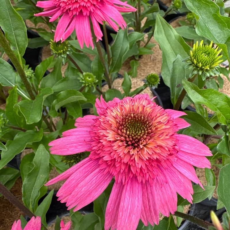 ECHINACEA Delicious Strawberry