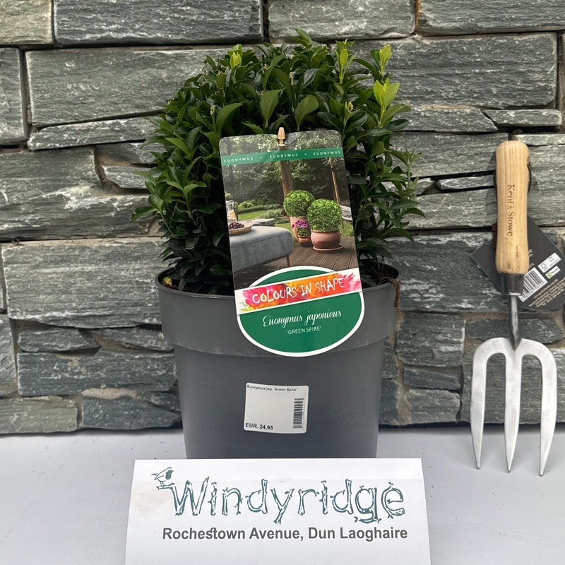 Euonymus jap. Green Spire
