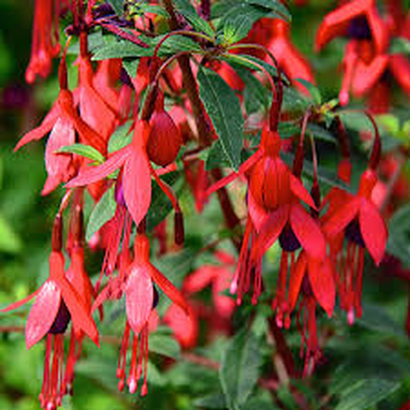 FUCHSIA David
