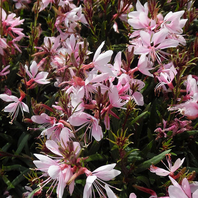 GAURA lin. Graceful Pink