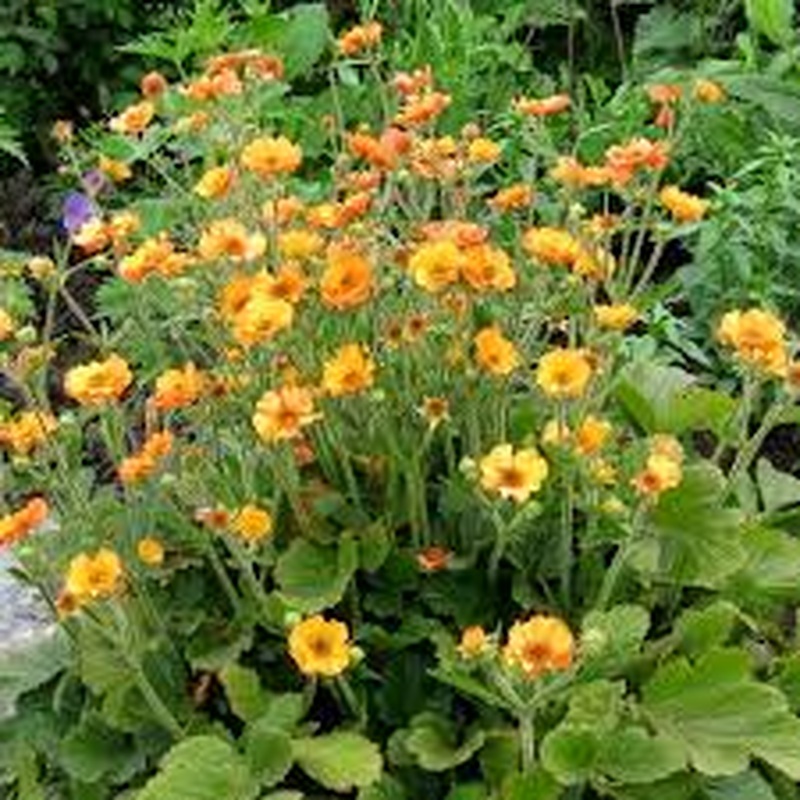 GEUM Totally Tangerine