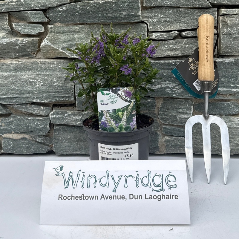 HEBE x hyb. All Blooms Ariana